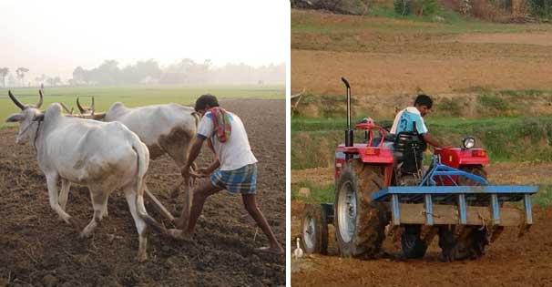 agriculture